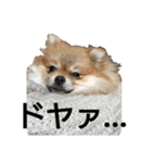 とある家の犬（個別スタンプ：5）
