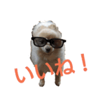 とある家の犬（個別スタンプ：6）