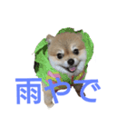 とある家の犬（個別スタンプ：7）