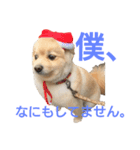 とある家の犬（個別スタンプ：9）