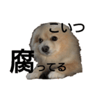 とある家の犬（個別スタンプ：10）