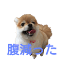 とある家の犬（個別スタンプ：11）
