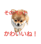 とある家の犬（個別スタンプ：12）