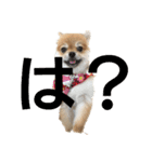 とある家の犬（個別スタンプ：13）