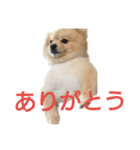 とある家の犬（個別スタンプ：14）