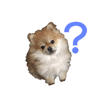 とある家の犬（個別スタンプ：15）
