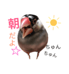 文鳥のおはぎ（個別スタンプ：1）