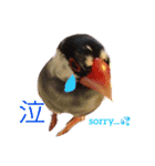文鳥のおはぎ（個別スタンプ：3）