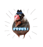 文鳥のおはぎ（個別スタンプ：6）