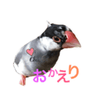 文鳥のおはぎ（個別スタンプ：7）
