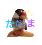 文鳥のおはぎ（個別スタンプ：8）