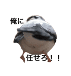 文鳥のおはぎ（個別スタンプ：9）