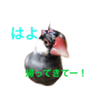 文鳥のおはぎ（個別スタンプ：11）