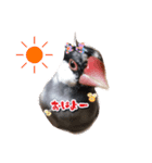 文鳥のおはぎ（個別スタンプ：12）