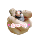 文鳥のおはぎ（個別スタンプ：14）