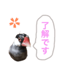 文鳥のおはぎ（個別スタンプ：15）