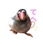 文鳥のおはぎ（個別スタンプ：16）