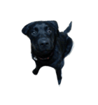 黒い犬（個別スタンプ：1）