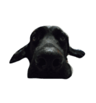 黒い犬（個別スタンプ：3）