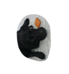 黒い犬（個別スタンプ：5）
