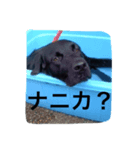 黒い犬（個別スタンプ：6）