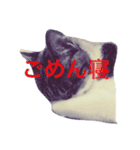 猫達は言葉はなくても何かを語りかけてる♪（個別スタンプ：1）