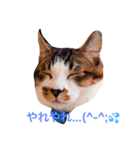 猫達は言葉はなくても何かを語りかけてる♪（個別スタンプ：2）