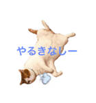 猫達は言葉はなくても何かを語りかけてる♪（個別スタンプ：3）
