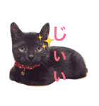 猫達は言葉はなくても何かを語りかけてる♪（個別スタンプ：4）