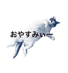 猫達は言葉はなくても何かを語りかけてる♪（個別スタンプ：5）