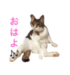 猫達は言葉はなくても何かを語りかけてる♪（個別スタンプ：6）