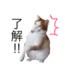 猫達は言葉はなくても何かを語りかけてる♪（個別スタンプ：7）
