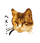 猫達は言葉はなくても何かを語りかけてる♪（個別スタンプ：8）