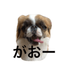茶狆のズモモ（個別スタンプ：6）