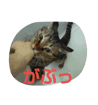 荊夏 その3（個別スタンプ：13）