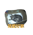 荊夏 その3（個別スタンプ：17）