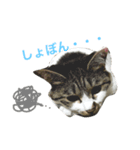 キキちゃんのおへや（個別スタンプ：1）
