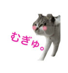 キキちゃんのおへや（個別スタンプ：4）