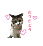 キキちゃんのおへや（個別スタンプ：6）