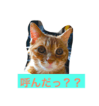 猫の言葉（個別スタンプ：1）