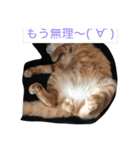 猫の言葉（個別スタンプ：2）