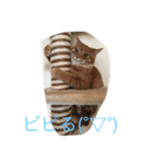 猫の言葉（個別スタンプ：3）