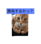 猫の言葉（個別スタンプ：4）