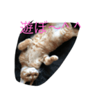 猫の言葉（個別スタンプ：5）