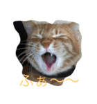 猫の言葉（個別スタンプ：6）