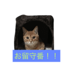 猫の言葉（個別スタンプ：7）