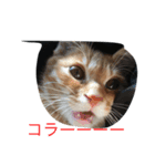猫の言葉（個別スタンプ：8）