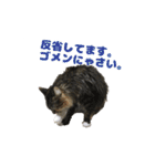 メインクーンのコロンたん((´∀｀*))（個別スタンプ：3）