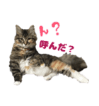 メインクーンのコロンたん((´∀｀*))（個別スタンプ：5）