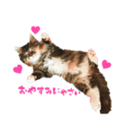 メインクーンのコロンたん((´∀｀*))（個別スタンプ：10）